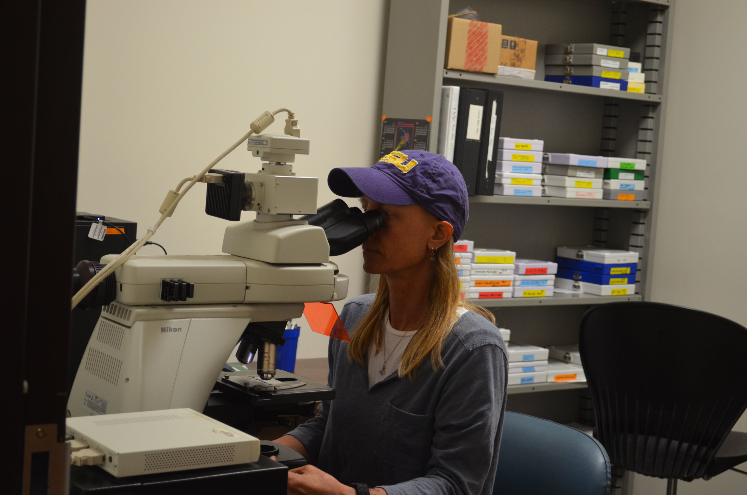 Karen Maruska at the microscope.