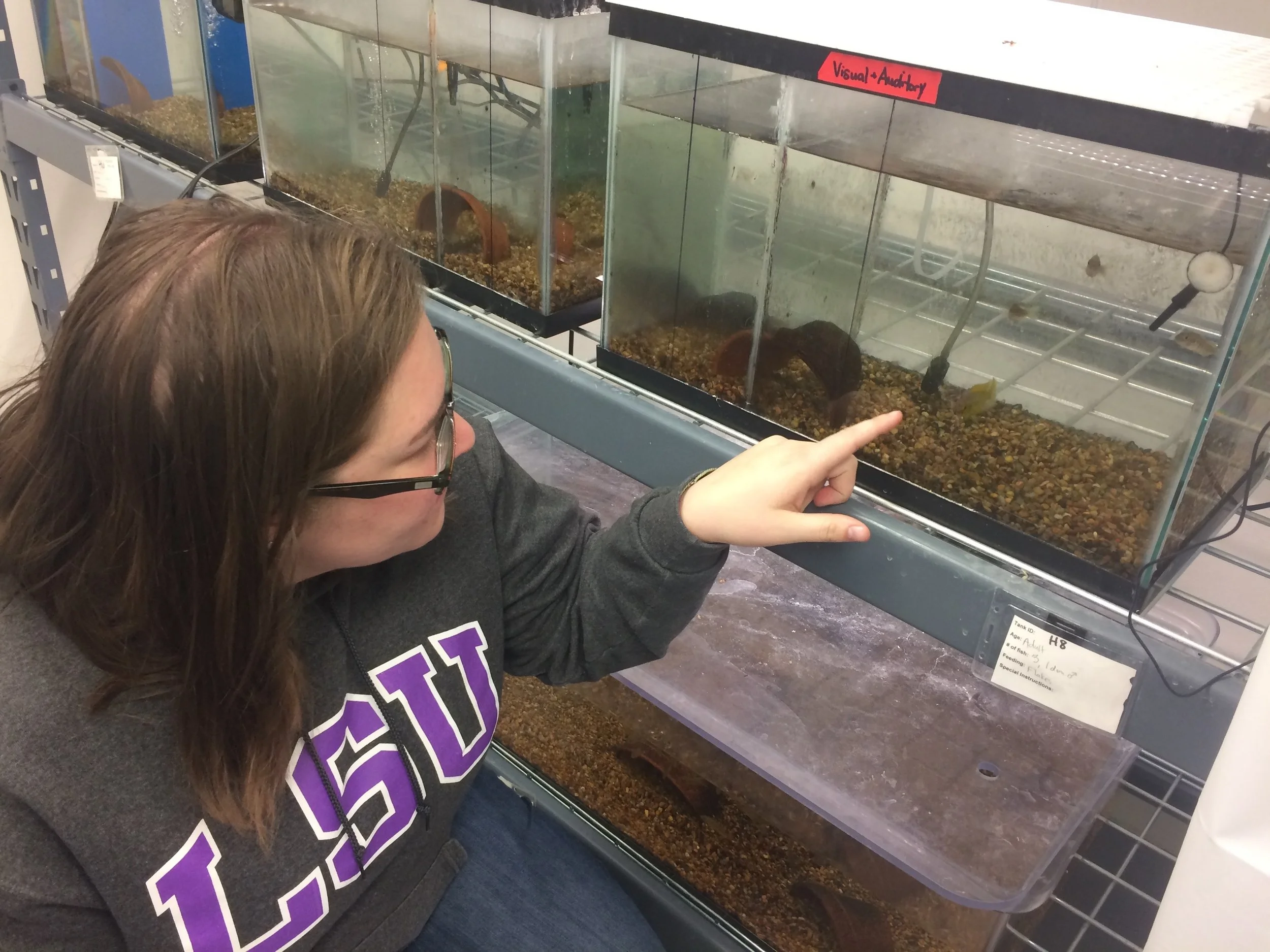 Julie points out her fish study organism in the lab.