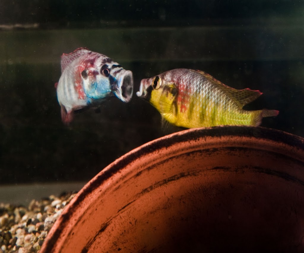 Two male "Burt" fish in a fight. Image by Karen Maruska's lab.