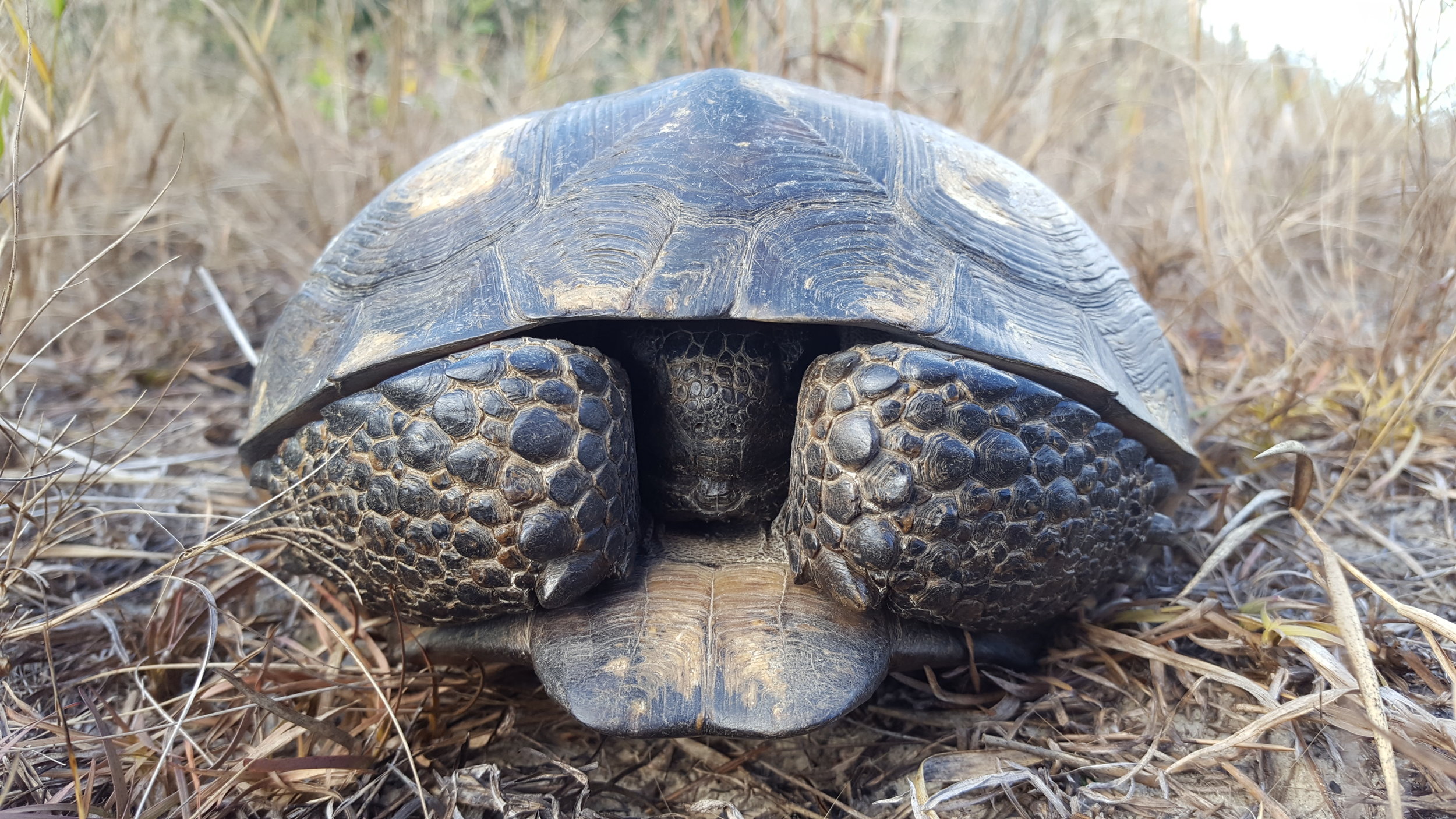 Gopher tortoise saves from the road. #gophertortoise #wildlife #nature #reptiles #tortoise . Photo by A.J. Turner