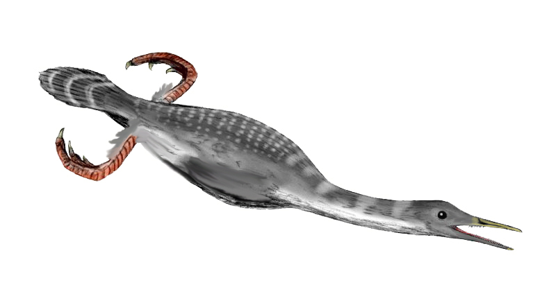Hesperornis regalis , a bird from the Late Cretaceous of North America, pencil drawing by Nobu Tamura, 2011.