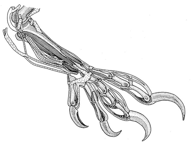 Foot of a Trogon (type of bird). Scientific illustration drawn by hand by Andrei Zinoviev.