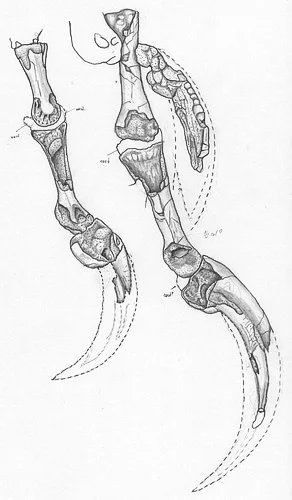 Archaeopteryx's foot. Archaeopteryx is a genus of bird-like dinosaurs that is transitional between non-avian feathered dinosaurs and modern birds (Wiki). Scientific illustration drawn by hand by Andrei Zinoviev.