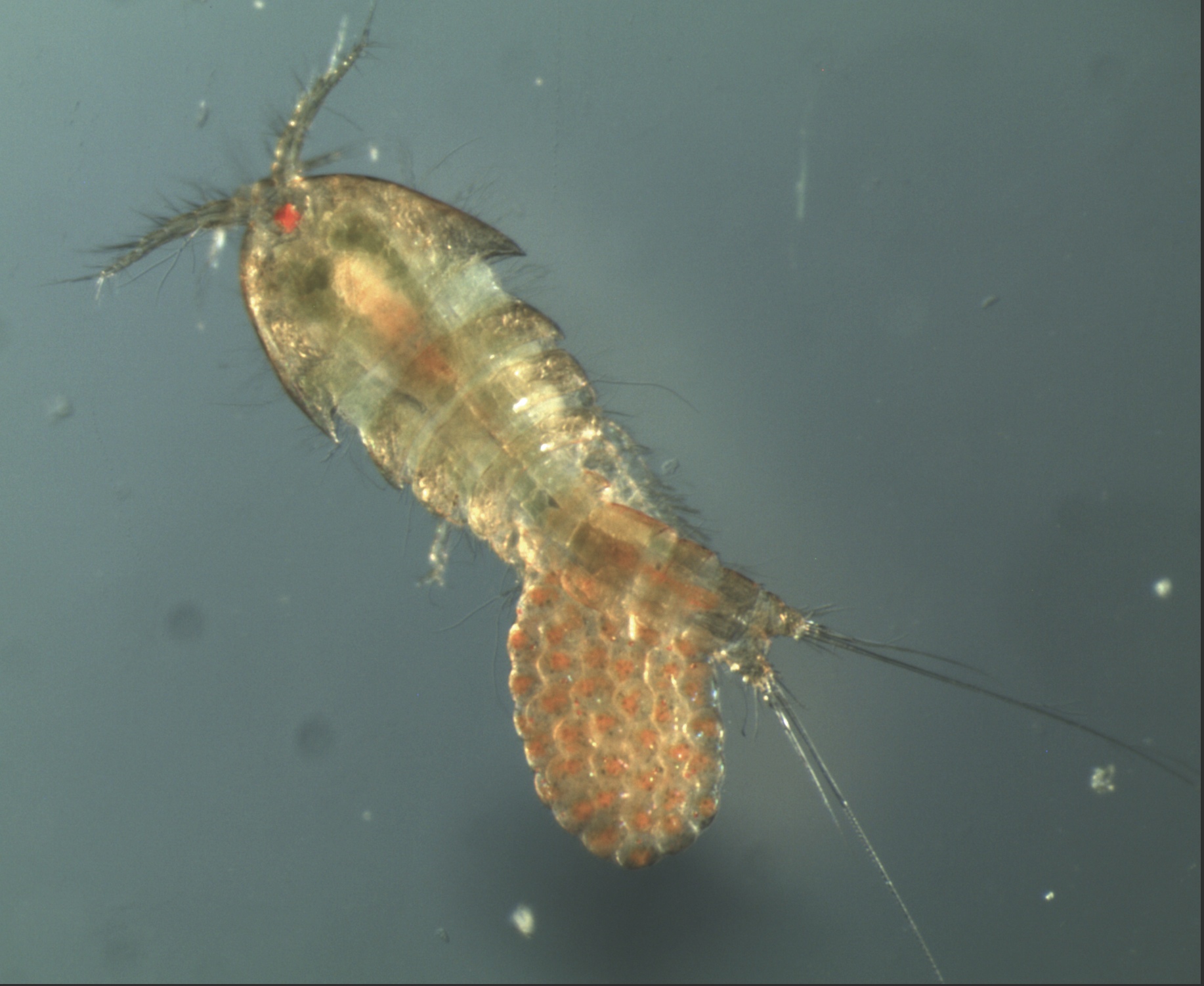 Female copepod with egg sac. Credit: Morgan Kelly.