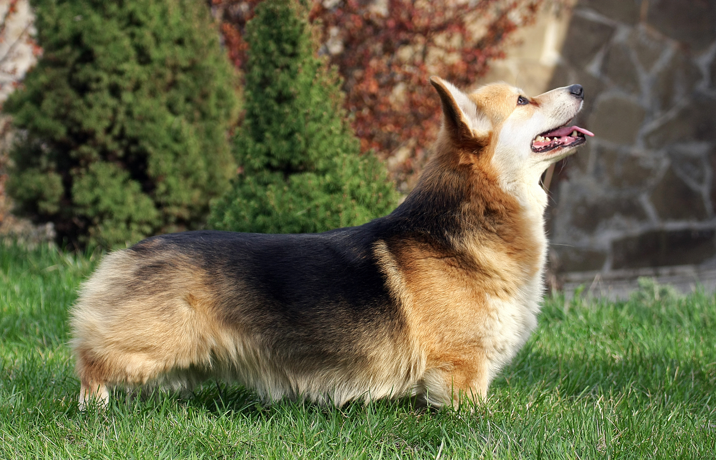 The T gene affects tail length with harmful effects in dogs. Image: Marsiyanka, Wiki.