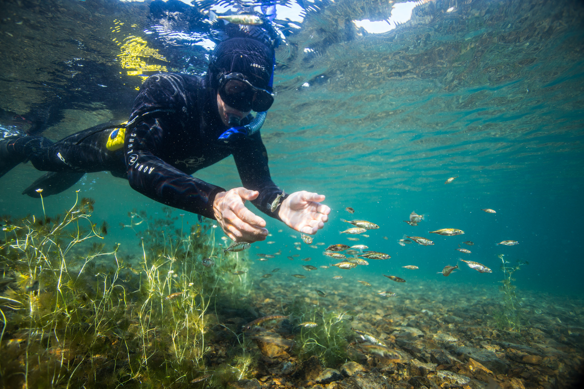 Three-spine stickleback fish staying together as a social group, or shoaling behavior. Photo credit: Jason Ching/University of Washington