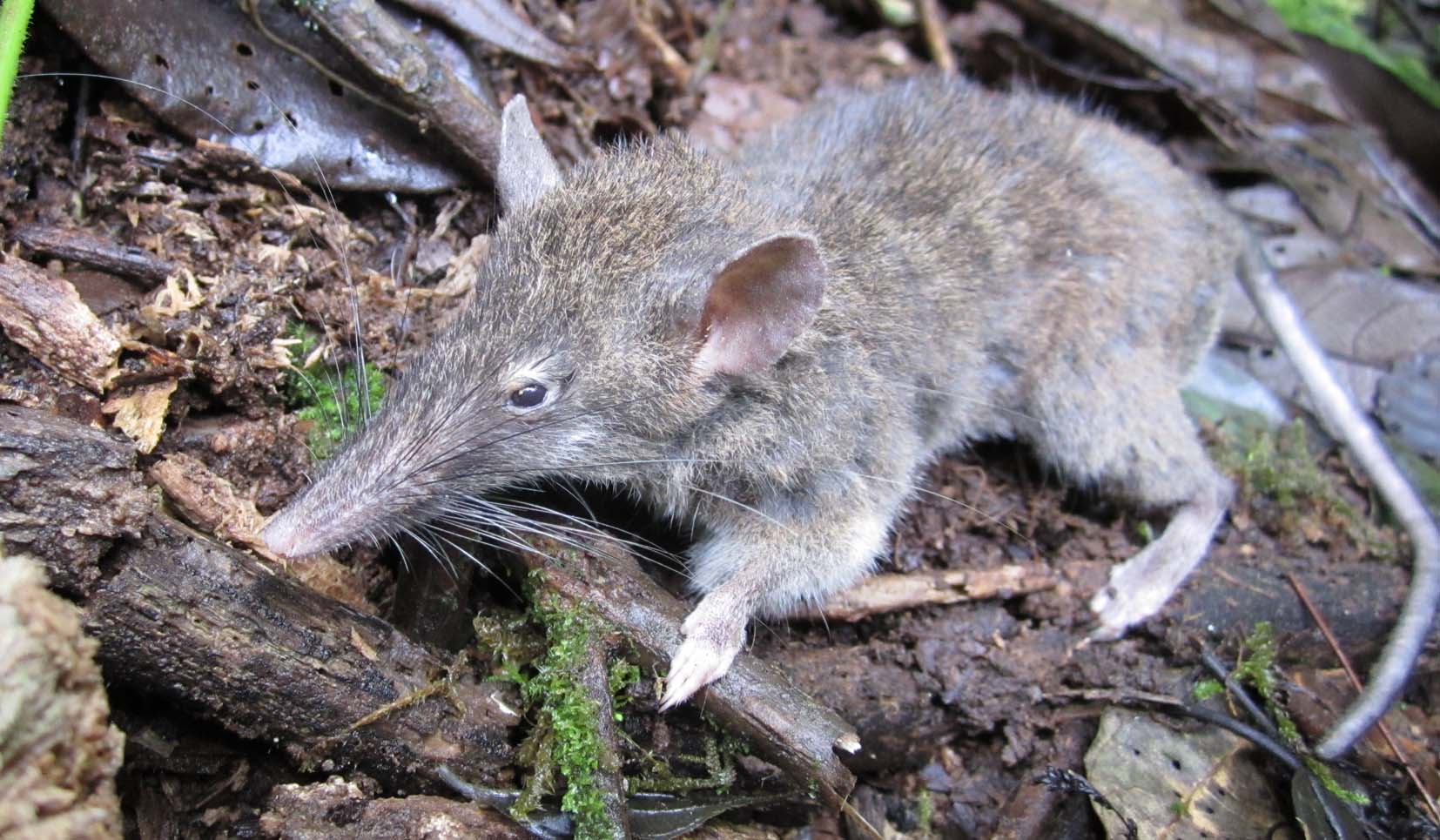 Image of Paucidentomys vermidax , compliments Jake Esselstyn.