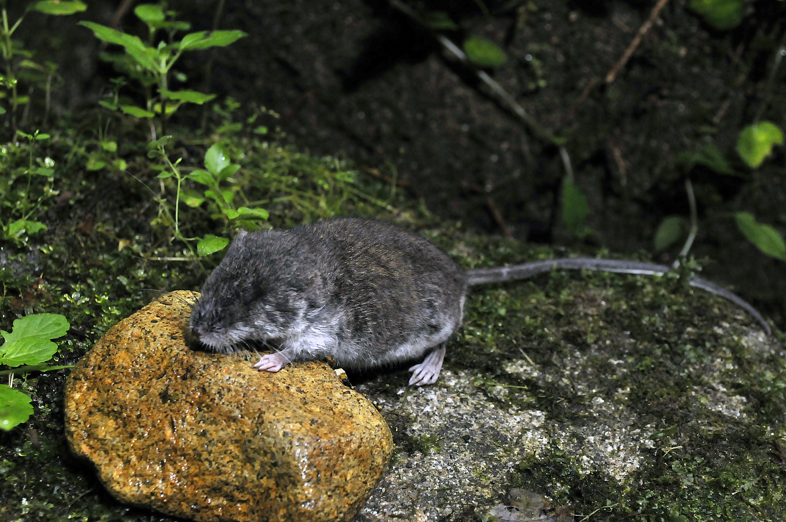 Image of Waiomys mamasae , compliments Jake Esselstyn.
