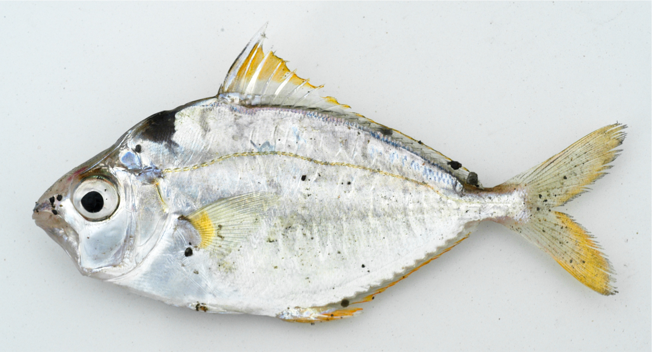 Photo of Nuchequlla mannusella found in Taiwan. Credit: Prosanta Chakrabarty.