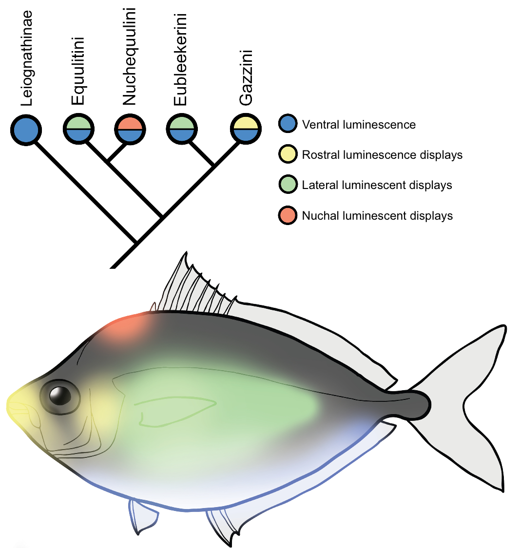 An image Prosanta's former postdoc Matt Davis made while studying in his lab to show the locations of luminesence in ponyfishes.