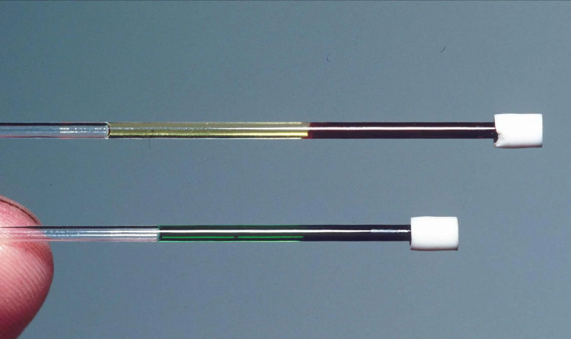 In this image, one tube (top) shows a blood sample from a regular red-blooded lizard from New Guinea ( Lamprolepis smaragdina) . The other tube (bottom) reveals the bright green blood of Prasinohaema. The bile in this blood could kill other species, but Prasinohaema handles it just fine. Credit: Chris Austin, LSU.