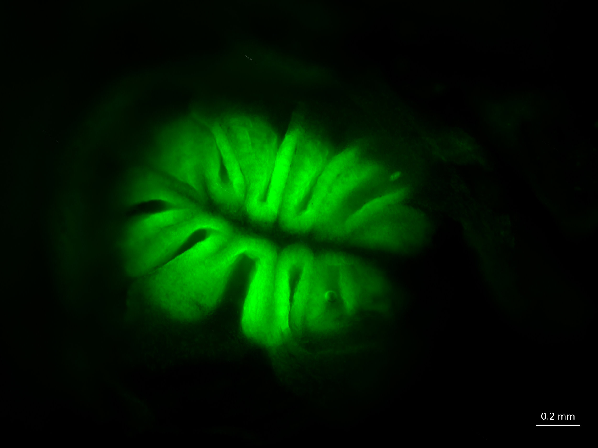 Fluorescent image of the olfactory epithelium of a goldfish. Credit: Julie Butler, Maruska Lab at LSU.