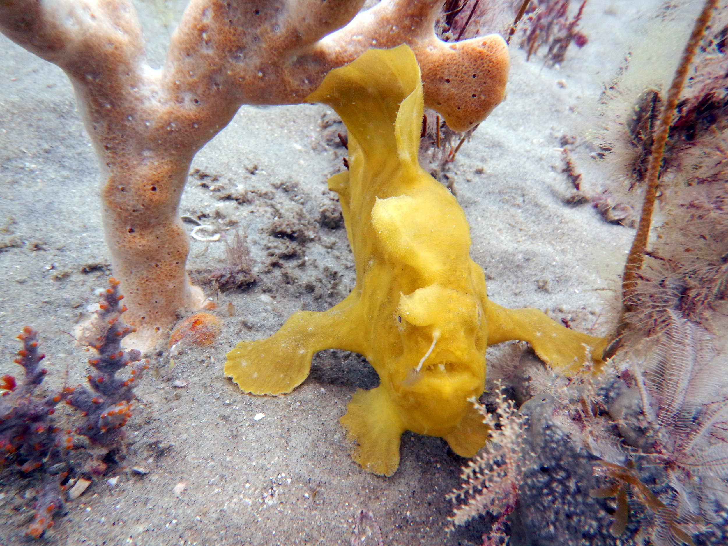 A yellow frog fish with his lure out just waiting for unsuspecting prey to pass by. Credit: Alicia Reigel.