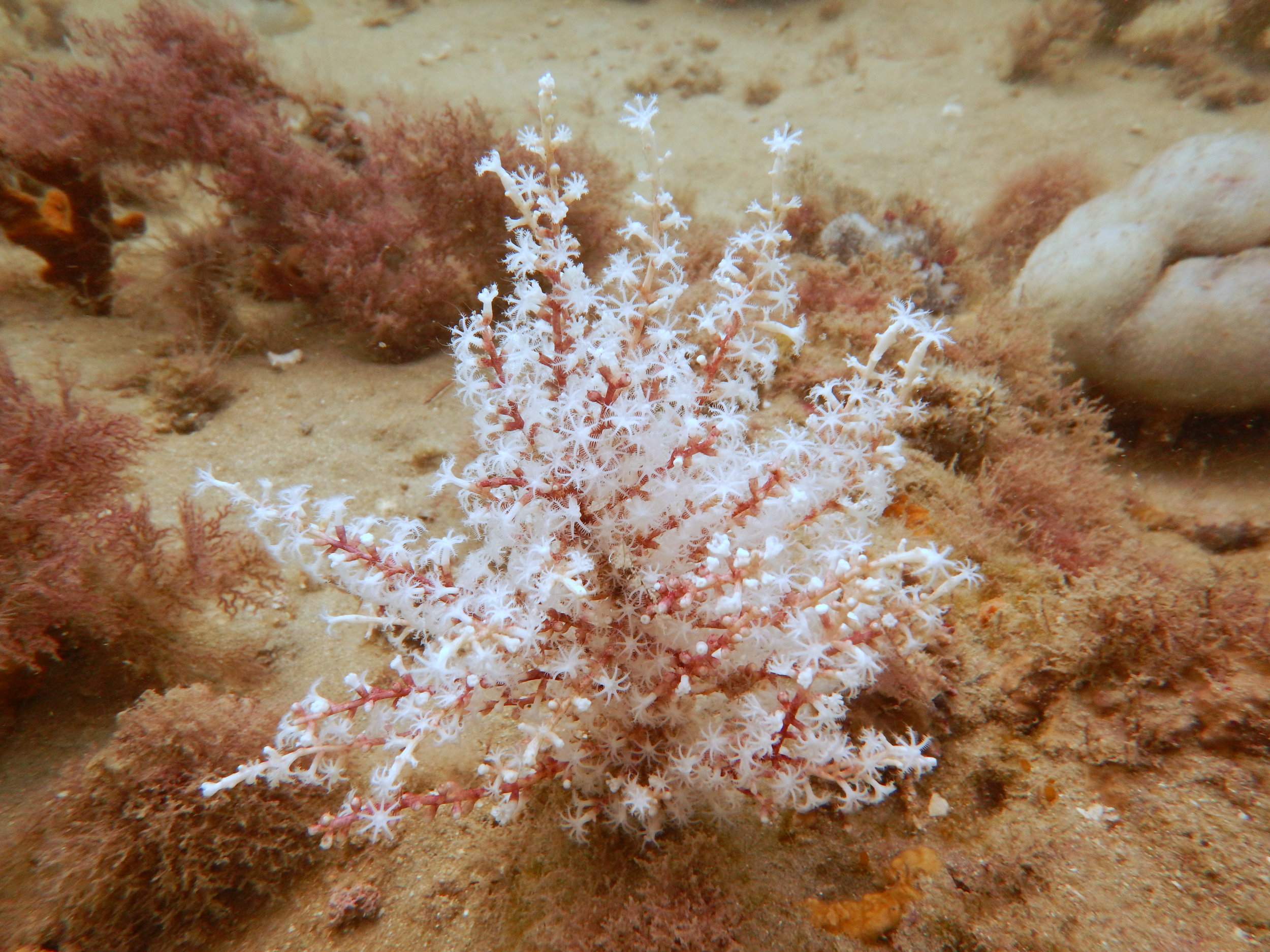 Photo: This coral species is new to Gray's Reef this year. "Though we have an idea of what it is we will use DNA and a morphological analysis to confirm." - Alicia Reigel. Photo credit: Brianne Varnerin.