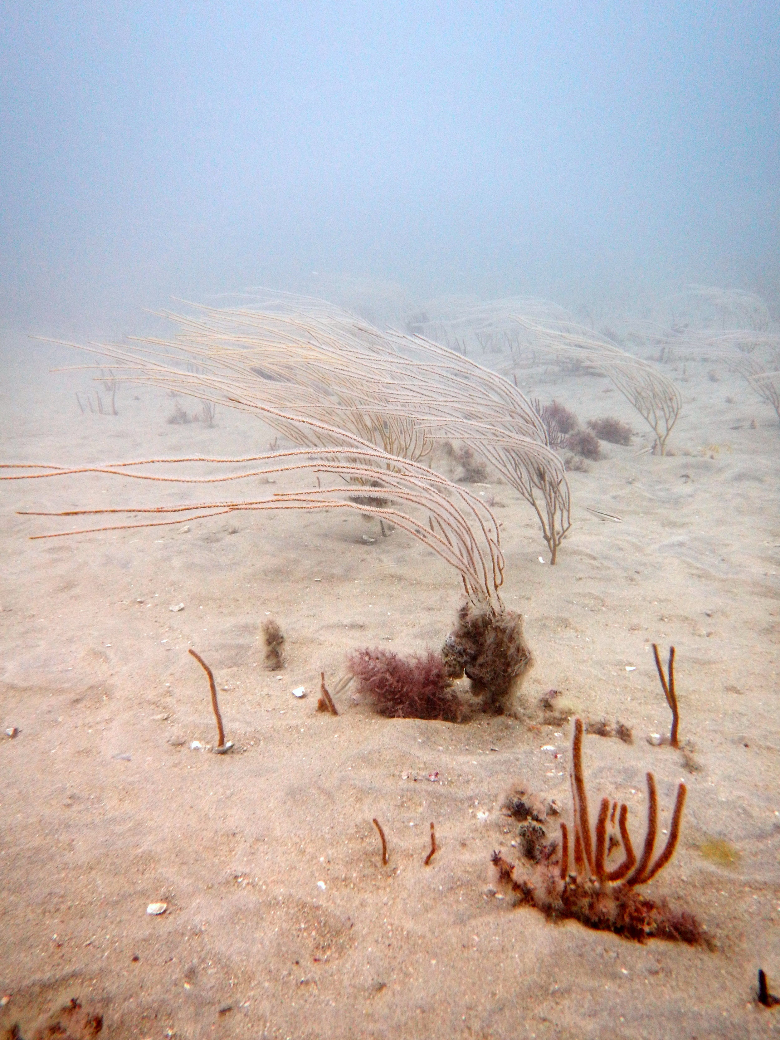 Leptogorgia virgulata , commonly called the Sea Whip, bent over in the current. Credit: Alicia Reigel.