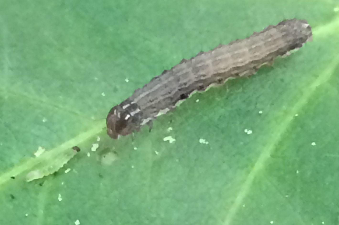 A fall armyworm is about to cannibalize a diseased armyworm of the same age. Credit: Ben Van Allen.