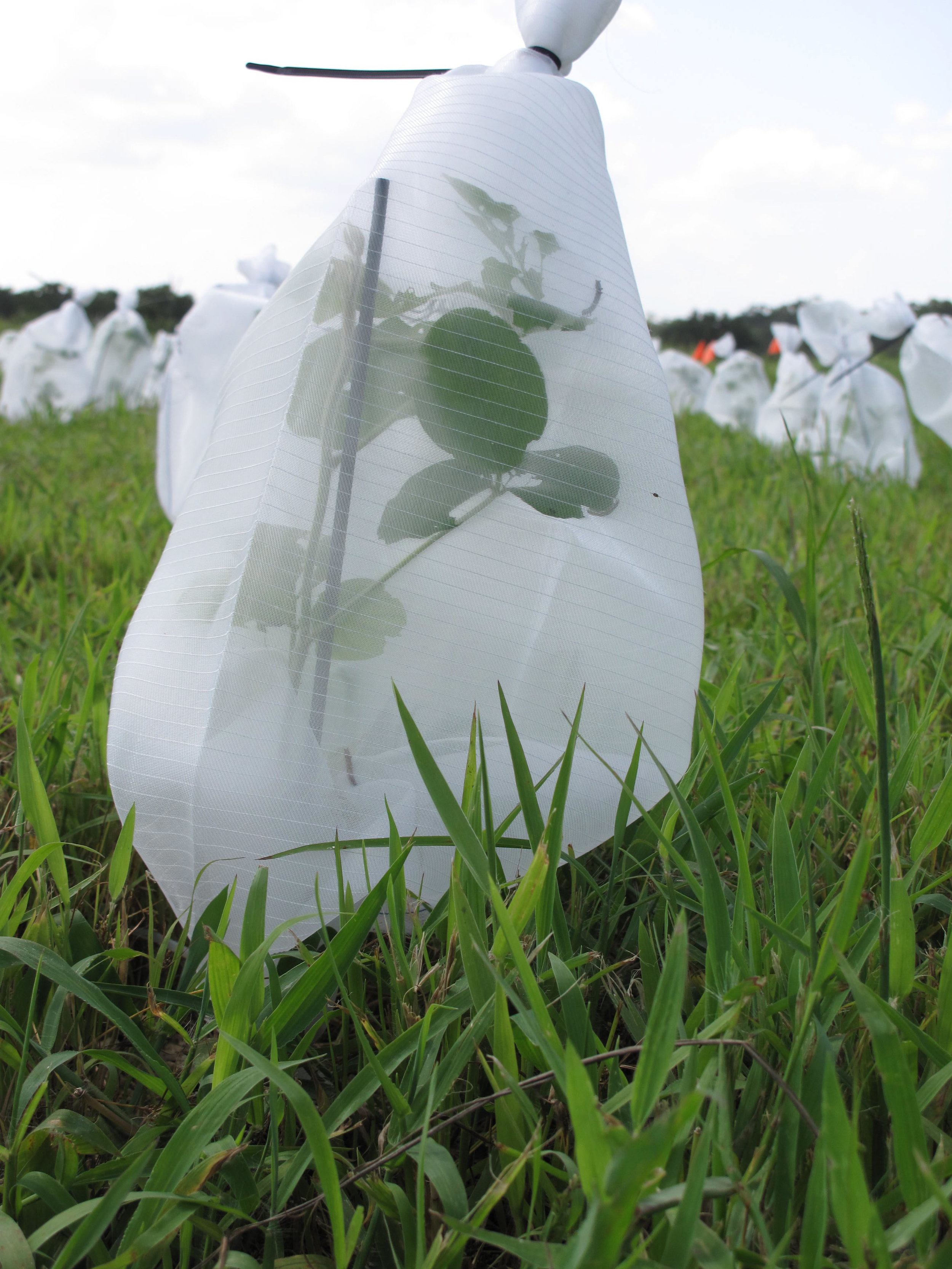 Field-based experiment of disease spread in a population of insects inhabiting an individual plant. Credit: Bret Elderd.