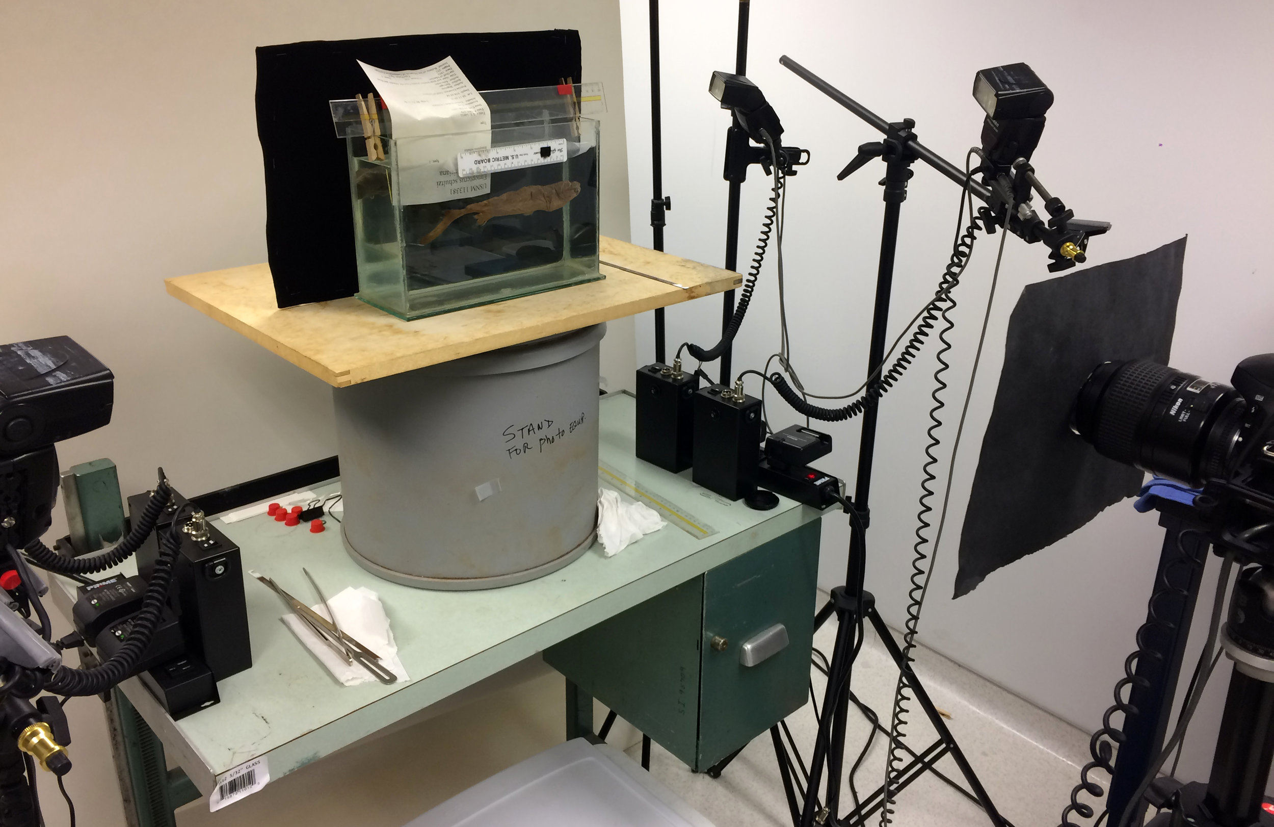 Image of Brandon's setup for photographing the Fringefin Laternshark at NMNH. 