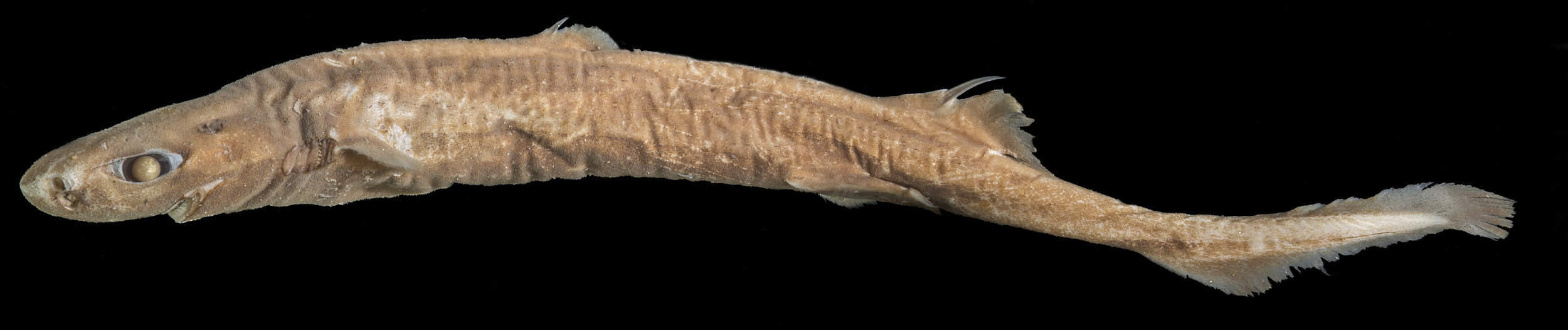 This is the holotype, or the individual specimen upon which the description and name of this species was originally based, as describedin Bigelow, H. B., W. C. Schroeder and S. Springer 1953 (July) New and little known sharks from the Atlantic and from the Gulf of Mexico. Bulletin of the Museum of Comparative Zoology v. 109 (no. 3): 213-276 .
