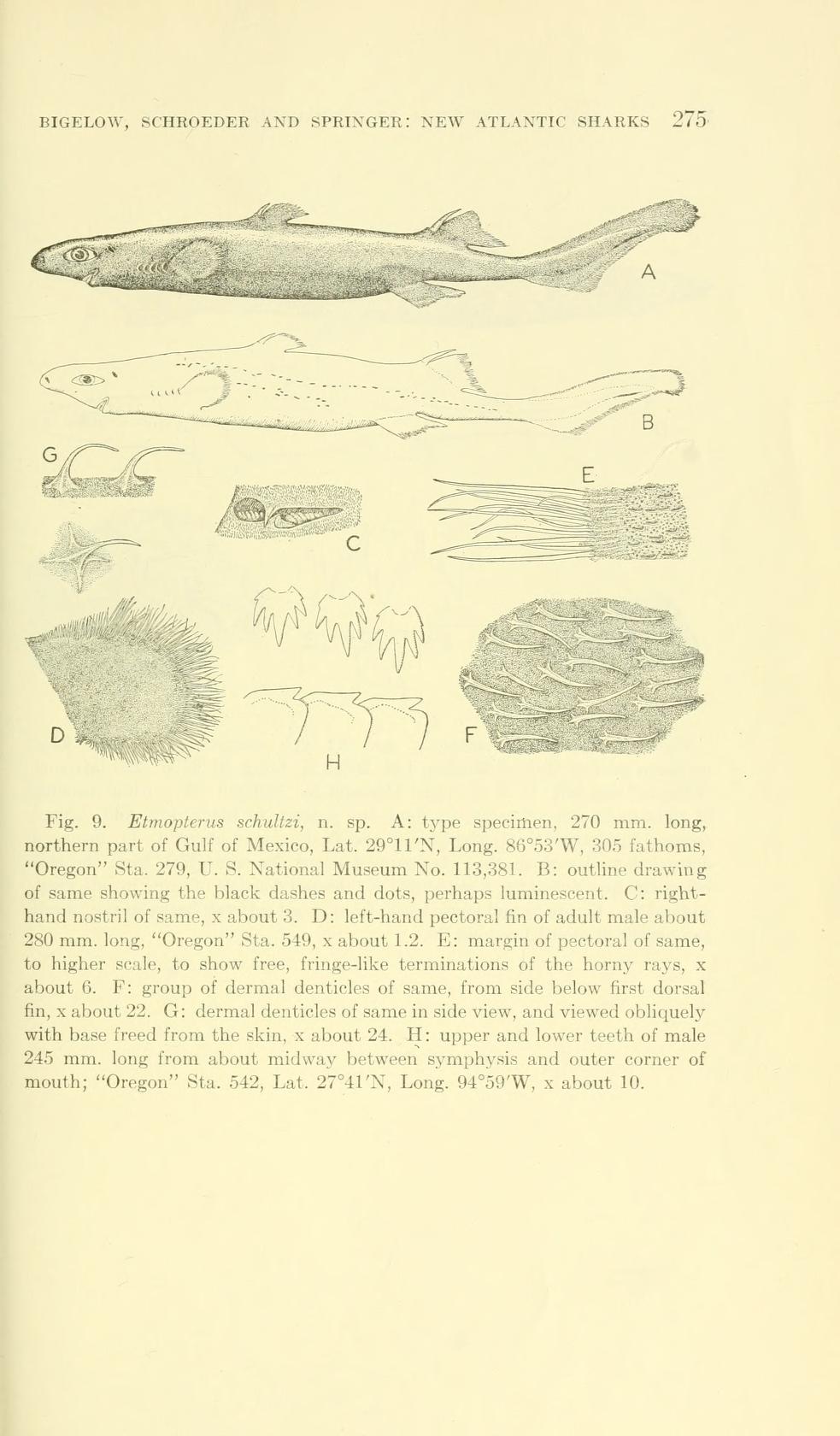Description of the Fringefin Lanternshark.