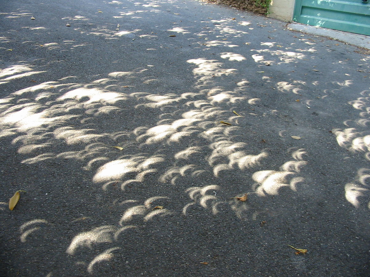Holes in the leaf canopy project images of a solar eclipse on the ground. Image via Wikimedia Commons, CC, Ellywa