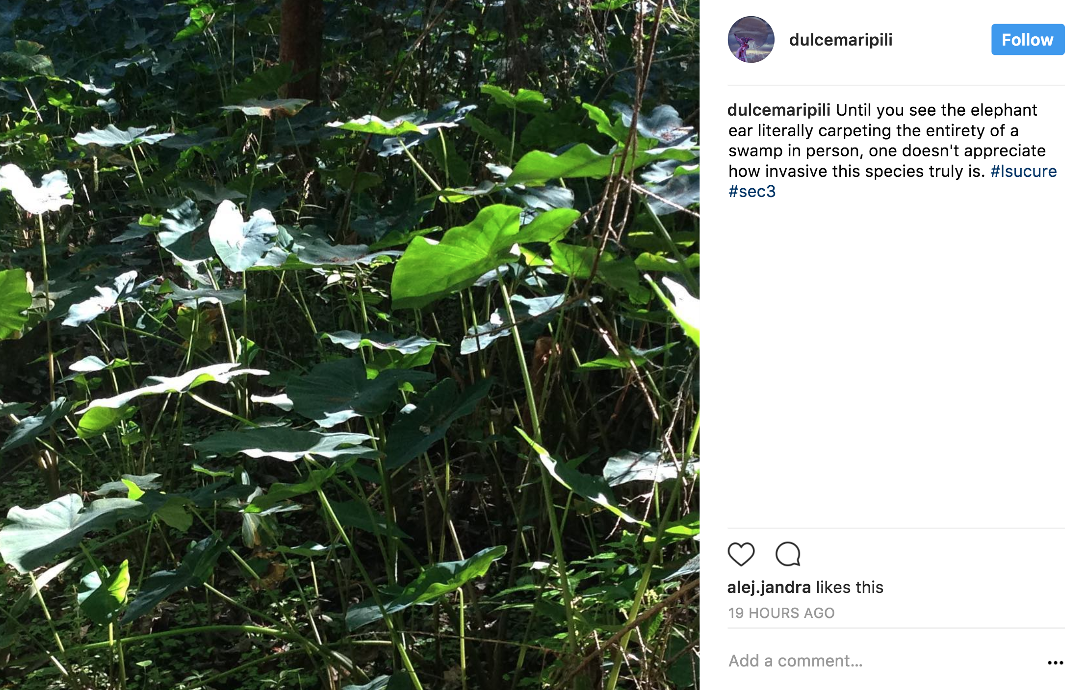 An LSU CURE student's Instagram post.