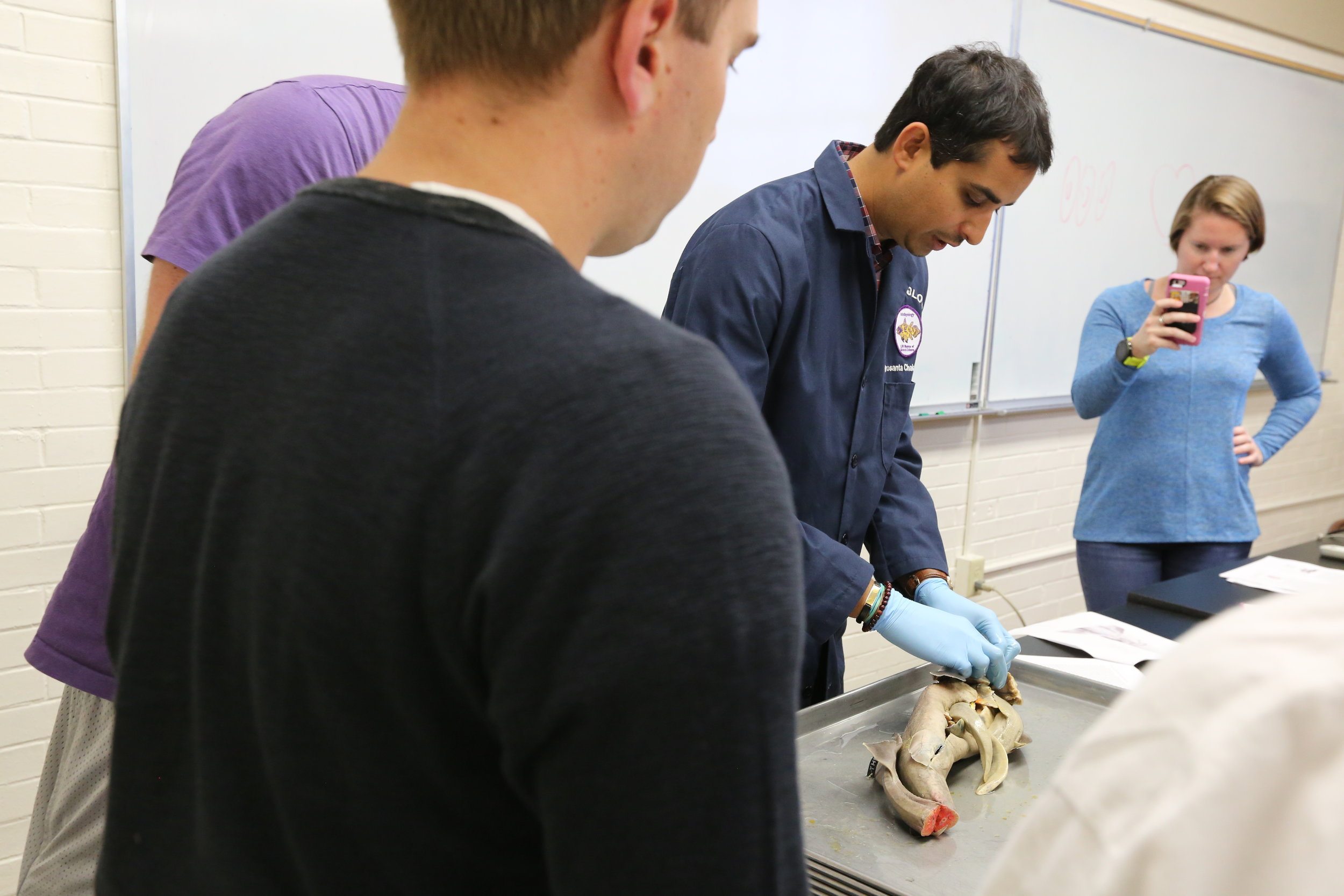 Shark Dissection