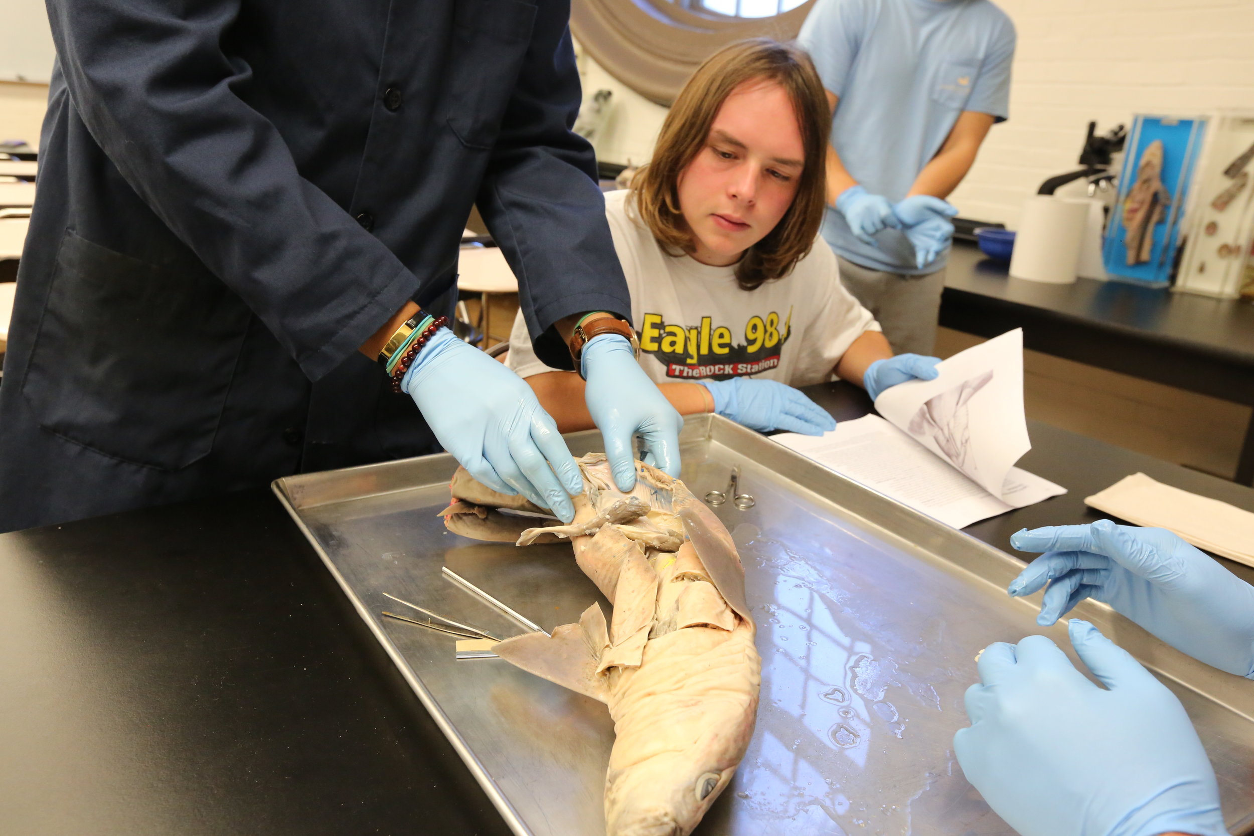 Shark Dissection