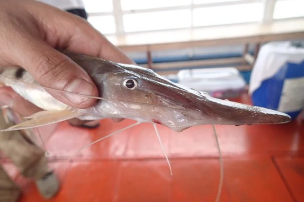 A catfish from the Amazon. Photo via Prosanta Chakrabarty.