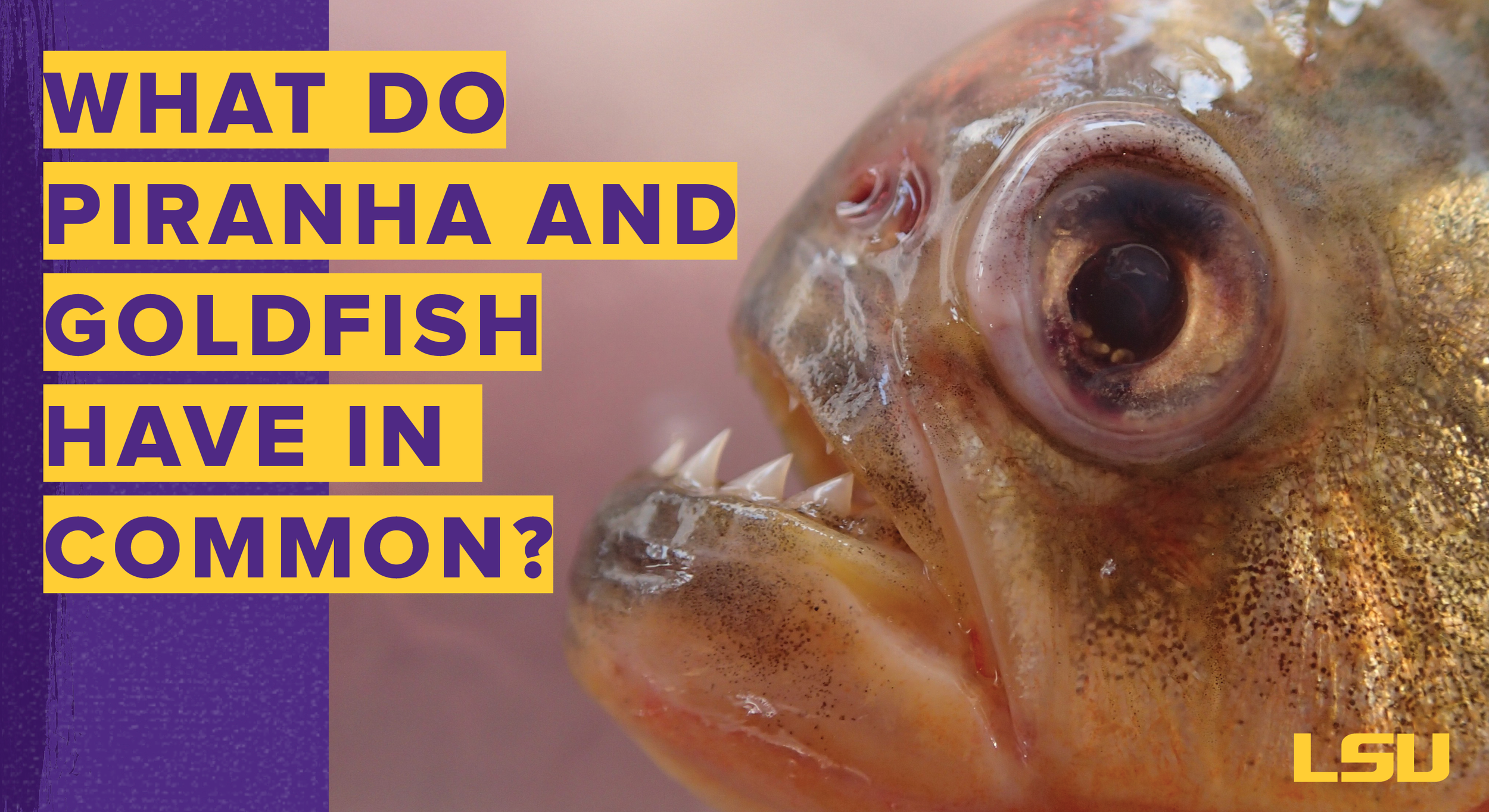 Goldfish, Piranha, Electric Eels... Who is related to whom on the