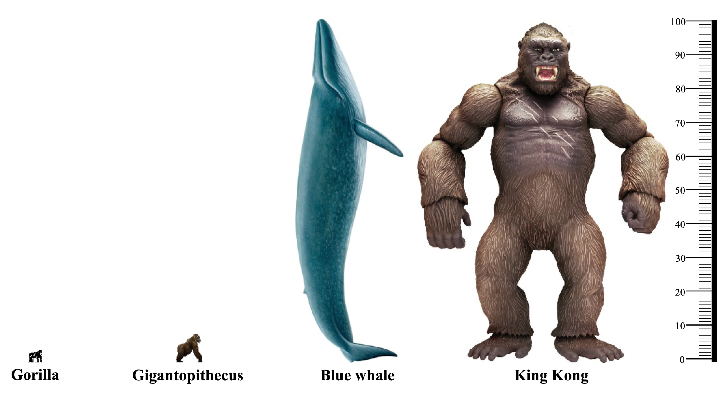 kong whale