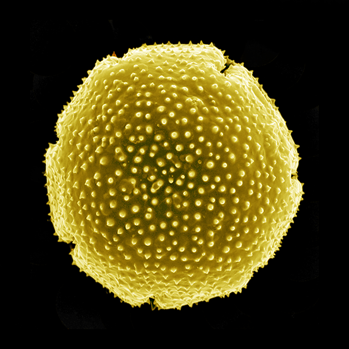 Pollen - Nothofagus