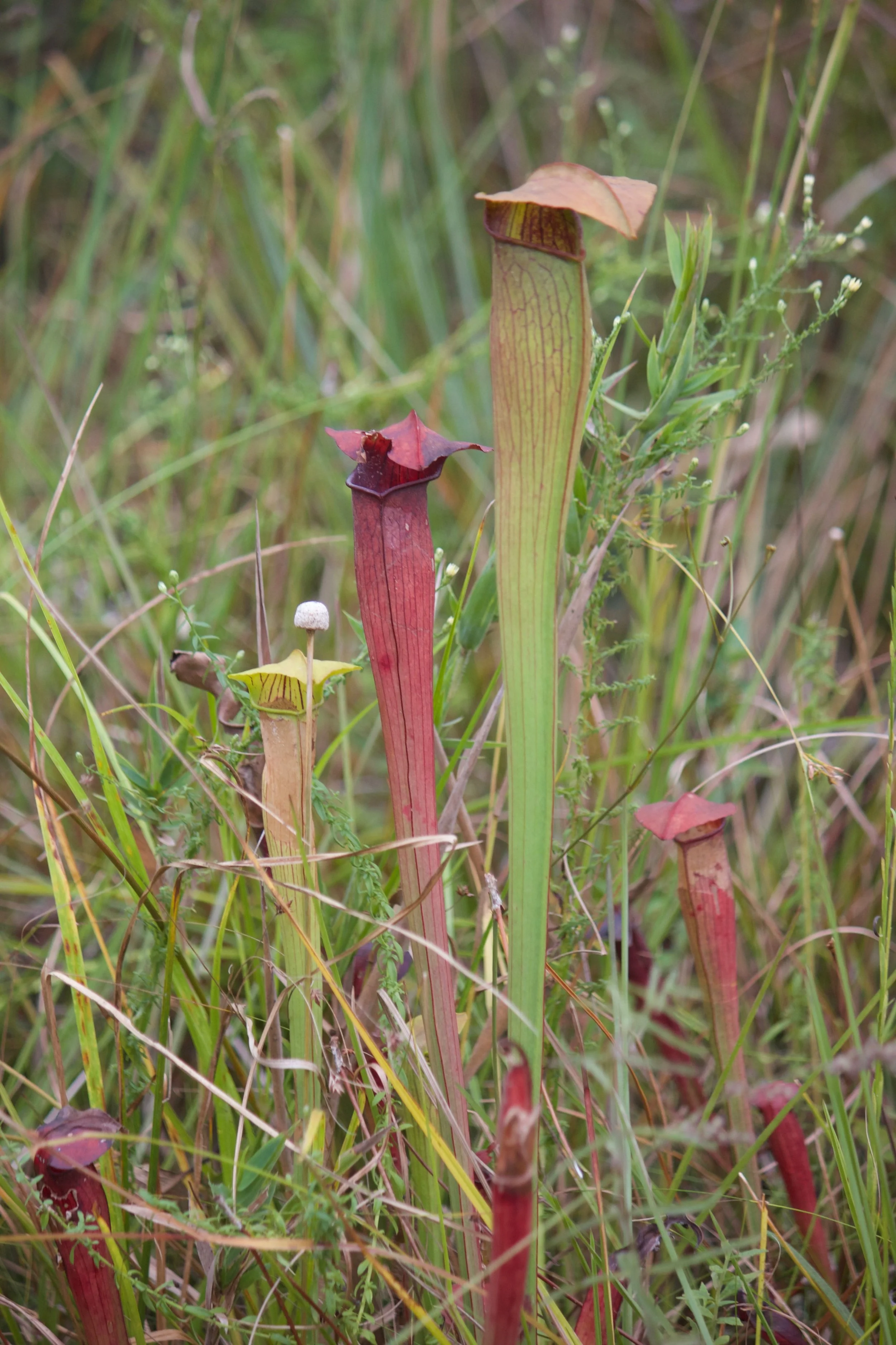 Native LA pitcher plants. Credit: Laura Lagomarsino. Follow her on Twitter, @Lagomarsino_L .