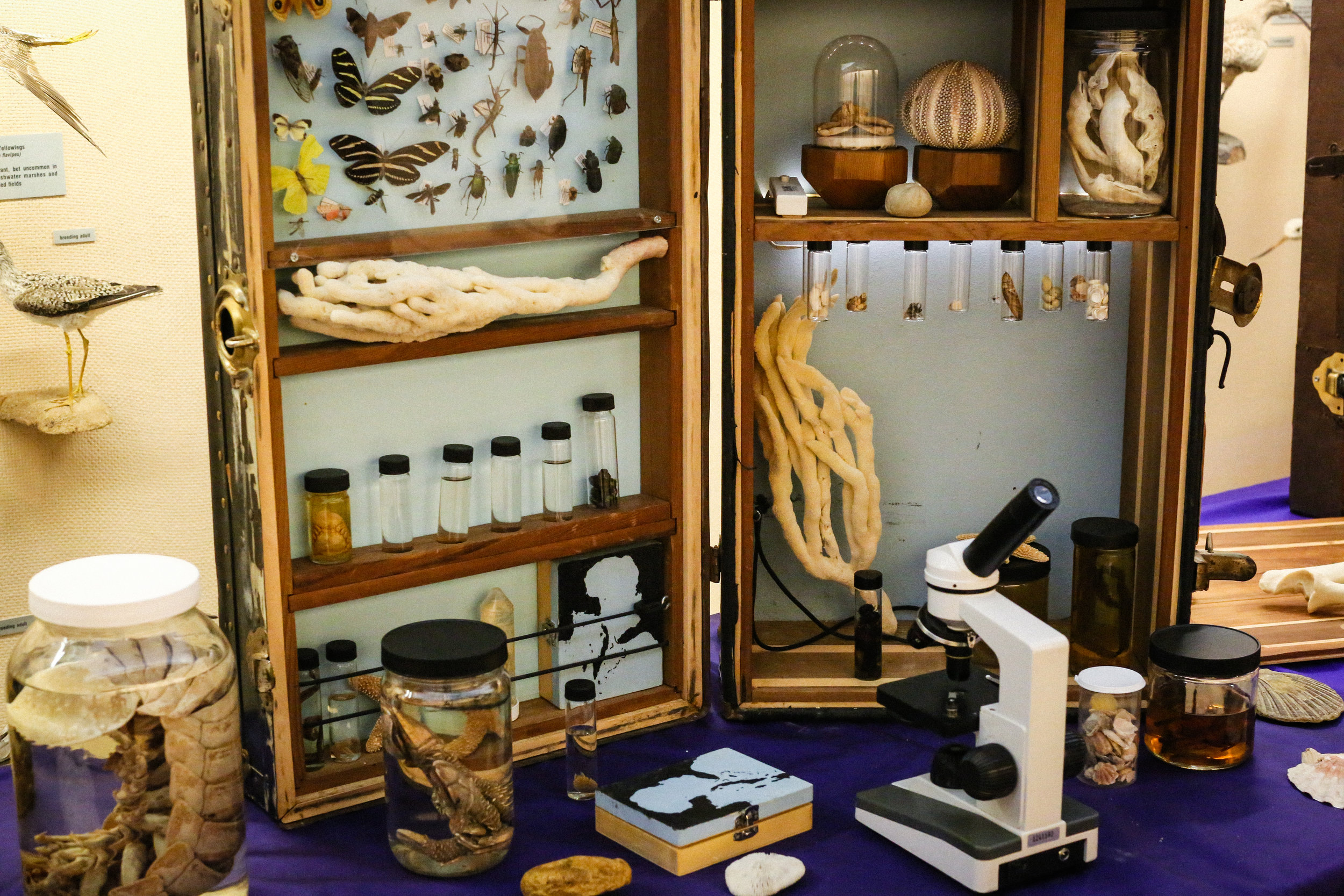 Crude Life's microscope exhibit is interactive by design