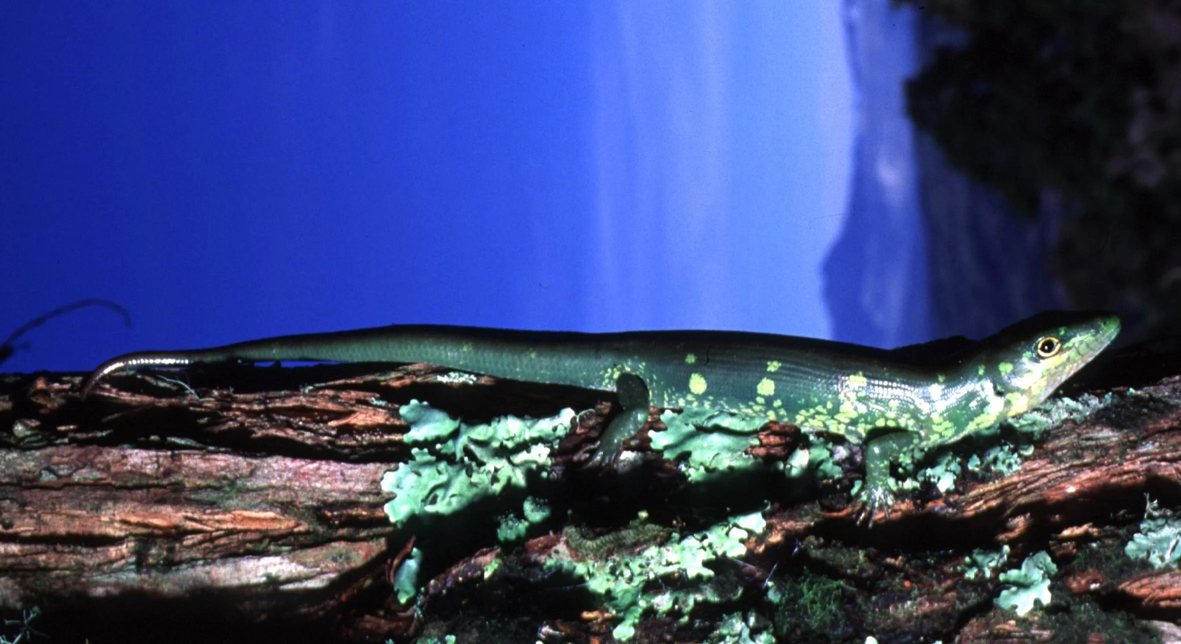 Prasinohaema semoni , a green blooded lizard from the lowlands of Papua New Guinea. Note this lizard is not green in outward coloration even though its blood, bones, and muscles are lime-green colored. Photo by Chris Austin.