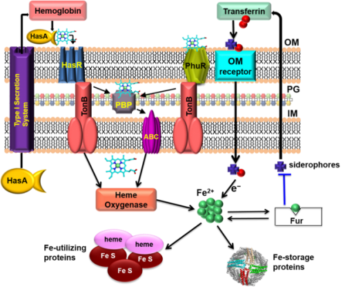 Simplified schematic of iron homeostasis in P. aeruginosa – by bweeks