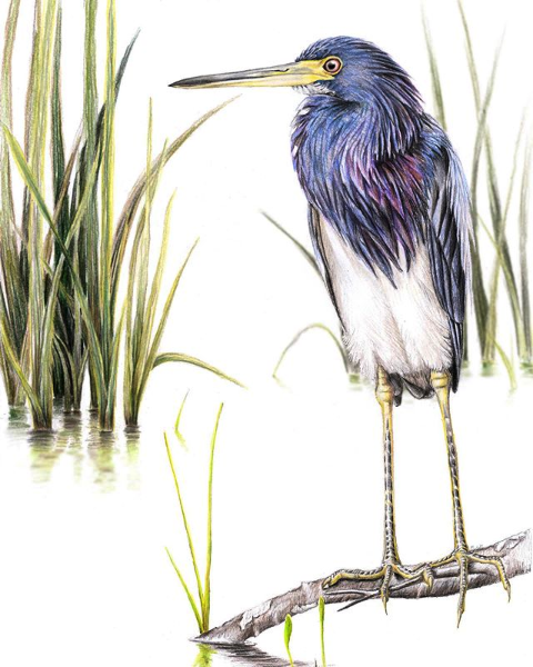 Artwork: FRONTISPIECE. Tricolored Herons (Egretta tricolor) are integral members of Louisiana's coastal avifauna. This colored-pencil illustration, ‘Louisiana Heron,’ was created for “The Wilson Journal of Ornithology.”