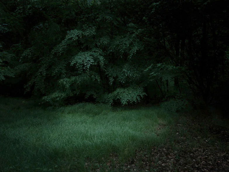 deep-forest.jpg