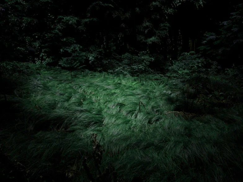 kolowca-deep-forest-III.jpg