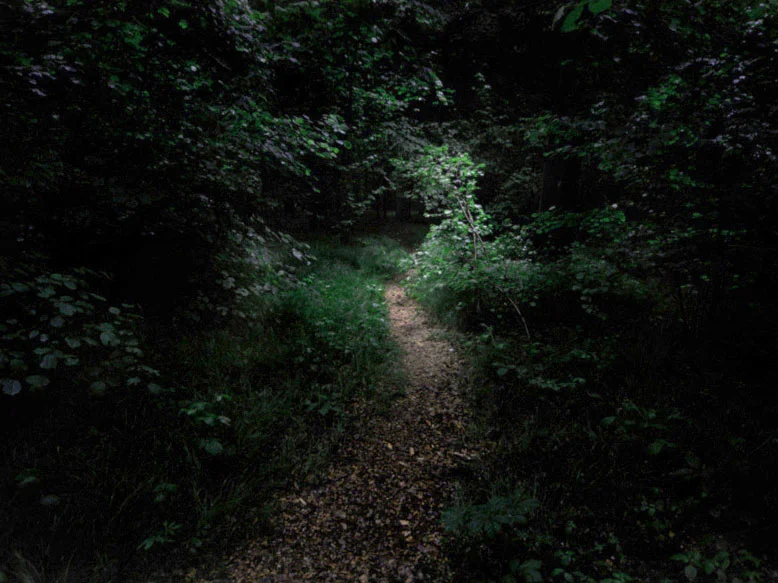 kolowca-deep-forest-II.jpg