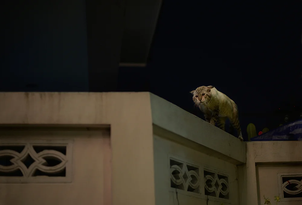 kolowca cat.jpg