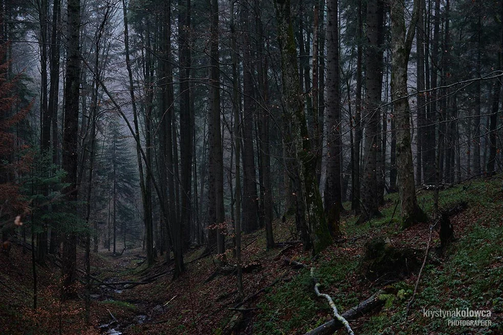 kolowca-bieszczady-forest.jpg