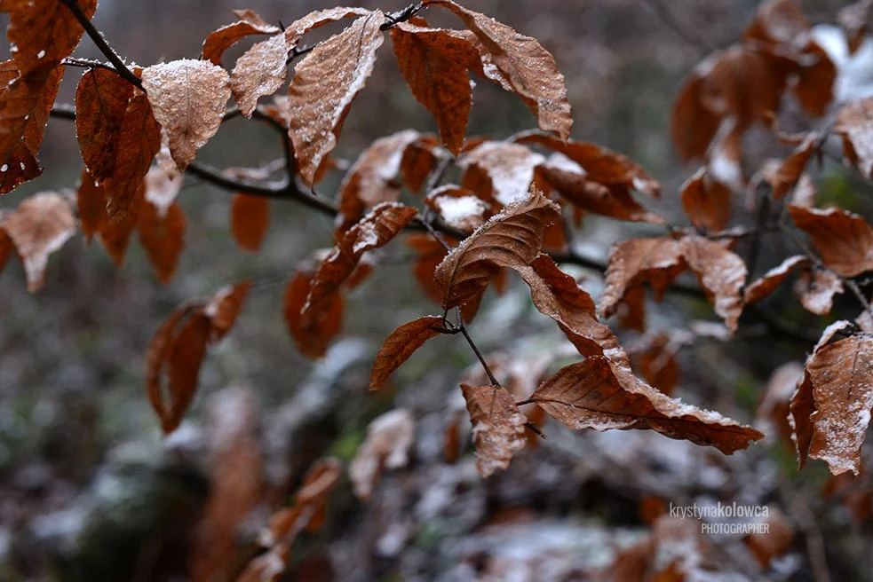 kolowca-bieszczady-winter.jpg