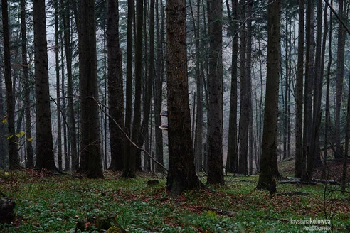kolowca-bieszczady-winter-forest-I.jpg