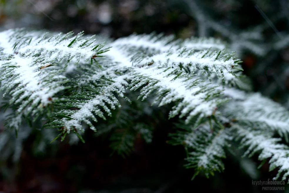 kolowca-bieszczady-winter-I.jpg