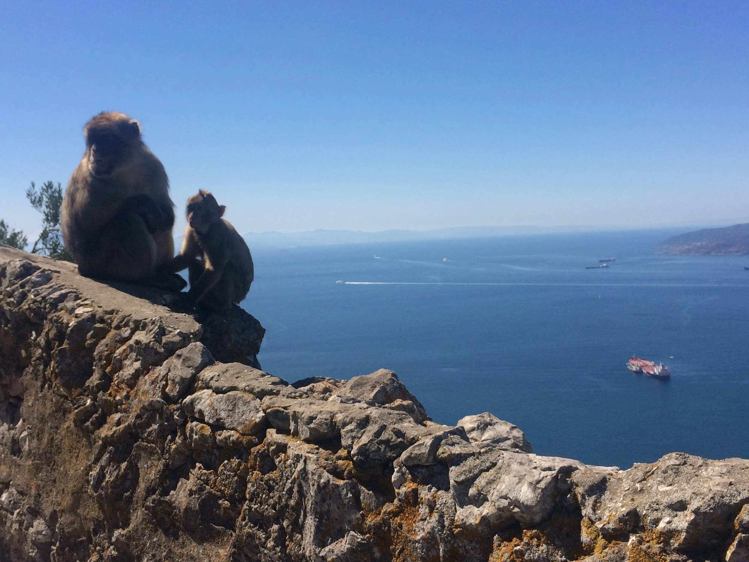 the monkey life