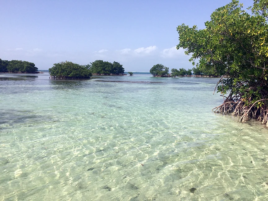 GUADELOUPE - cul de sac du marin, mangrove tour