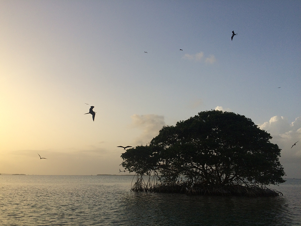GUADELOUPE - mangrove tour