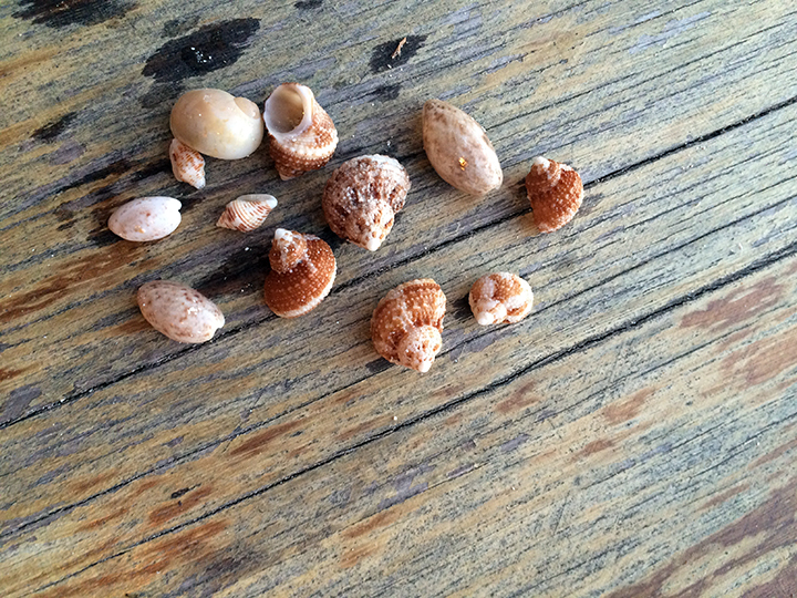 local treasures