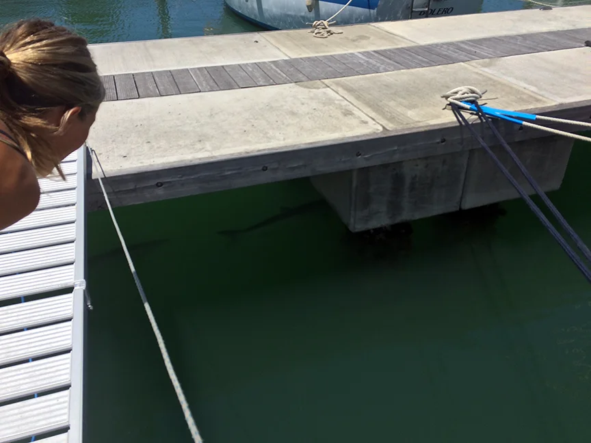 giant Tarpon hanging out under the docks